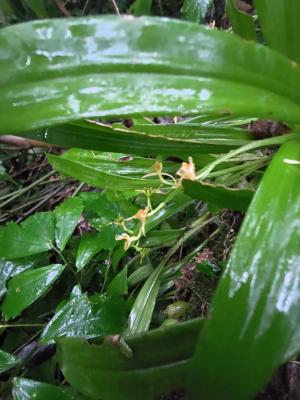 <a href="https://taieol.tw/muse/digi_object/7ceaa00bb521ffa01209df1391e4358c" target="_blank">虎頭石／By：choudavid0／iNaturalist</a>