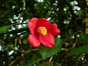 <a href="https://taieol.tw/muse/digi_object/f14435571535e7f83e4927113fe448bc" target="_blank">日本山茶／By：李承翰／李承翰</a>