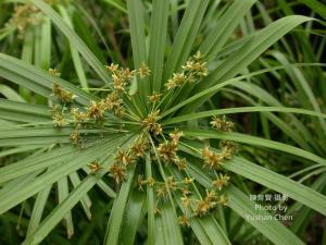 <a href="https://taieol.tw/muse/digi_object/30501f017cea970e59d6e0c3dfdf98dc" target="_blank">輪傘莎草／By：陳育賢／陳育賢</a>