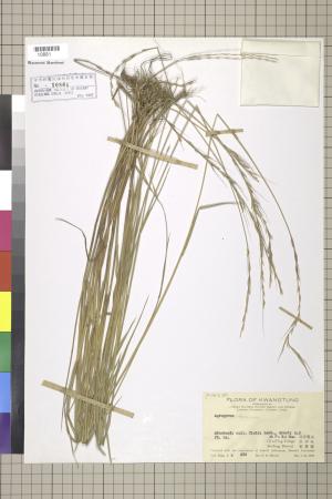 <a href="https://brmas.openmuseum.tw/muse/digi_object/108d465cc9842f54bc751c8764a77f06" target="_blank">鵝觀草屬／中央研究院生物多樣性研究博物館植物標本館 (HAST)</a>