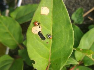 <a href="https://taieol.tw/muse/digi_object/18b351c419247d4f44a4492b21426f3f" target="_blank">Cryptocephalus luteosignatus／By：yumia／iNaturalist</a>