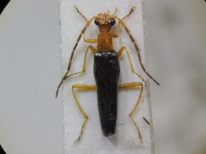 Fissocantharis formosana (Pic, 1910)