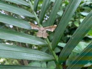 <a href="https://taieol.tw/muse/digi_object/aae0fa254c49d482e840c2236f7515b5" target="_blank">Krananda latimarginaria／By：kallima／iNaturalist</a>