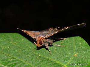 <a href="https://taieol.tw/muse/digi_object/d67d261a9c68489730910d102f9371c2" target="_blank">Mecodina albodentata／By：謝怡萱／臺灣物種名錄(TaiCOL)</a>