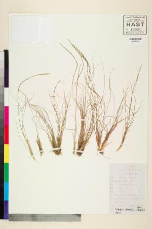 <a href="https://brmas.openmuseum.tw/muse/digi_object/10d600efba1be20cd202de9e9e9ffa0f" target="_blank">中華草沙蠶／中央研究院生物多樣性研究博物館植物標本館 (HAST)</a>