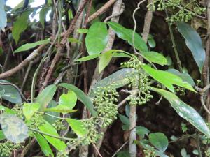 <a href="https://taieol.tw/muse/digi_object/50b74fffa915fcfdb76721e550e06b5c" target="_blank">多花蓬萊葛／By：naturalist14740／iNaturalist</a>