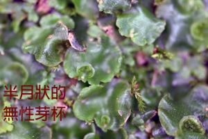 <a href="https://taieol.tw/muse/digi_object/92e7955c79a292f89c8433c106a3a073" target="_blank">新半月蘚／By：姚奎宇／太魯閣國家公園管理處</a>