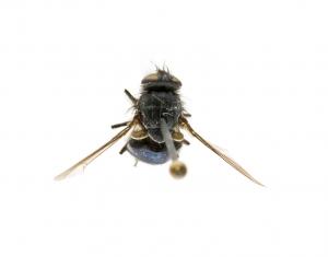 Calliphora pattoni female dorsal