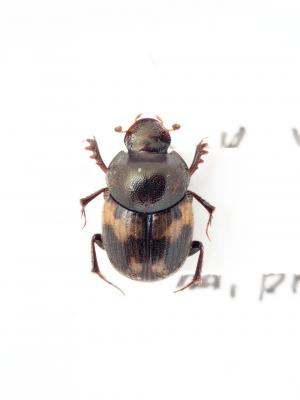 Onthophagus (Paraphanaeomorphus) hayashii Masumoto, 1991
