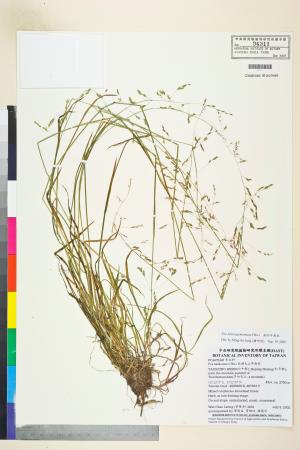 <a href="https://brmas.openmuseum.tw/muse/digi_object/11417457d81b5ddec57ecc5a6e212832" target="_blank">高砂早熟禾／中央研究院生物多樣性研究博物館植物標本館 (HAST)</a>