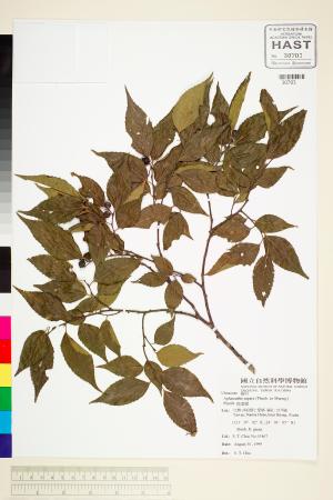 <a href="https://brmas.openmuseum.tw/muse/digi_object/114940a0dbb5a36e30a15961d575c24d" target="_blank">糙葉樹／中央研究院生物多樣性研究博物館植物標本館 (HAST)</a>