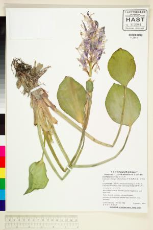 <a href="https://brmas.openmuseum.tw/muse/digi_object/114a2900c2481ebd026354b17aea9cb8" target="_blank">布袋蓮(鳳眼蓮、浮水蓮花)／中央研究院生物多樣性研究博物館植物標本館 (HAST)</a>