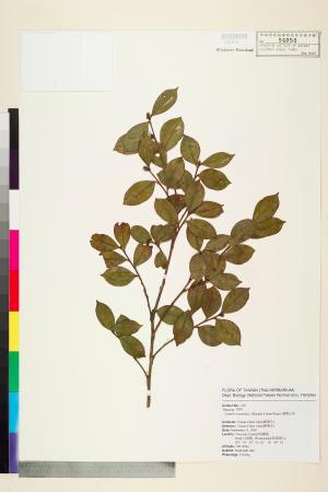 <a href="https://brmas.openmuseum.tw/muse/digi_object/115d5b6b29cc9f1bb2bbe4538a637e66" target="_blank">細葉山茶／中央研究院生物多樣性研究博物館植物標本館 (HAST)</a>