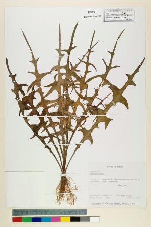 <a href="https://brmas.openmuseum.tw/muse/digi_object/116c3712cffb5e7cbd593167baffbdf3" target="_blank">鵝仔草／中央研究院生物多樣性研究博物館植物標本館 (HAST)</a>