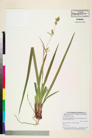 <a href="https://brmas.openmuseum.tw/muse/digi_object/117abb22c9fe757f5af59249a3521fa1" target="_blank">紅鞘薹／中央研究院生物多樣性研究博物館植物標本館 (HAST)</a>