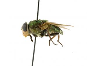 Isomyia viridaurea lateral