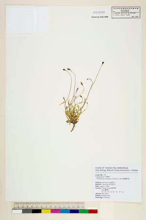 <a href="https://brmas.openmuseum.tw/muse/digi_object/11b46923cefd900ceabb892b44a0b8eb" target="_blank">細葉蘭花參／中央研究院生物多樣性研究博物館植物標本館 (HAST)</a>
