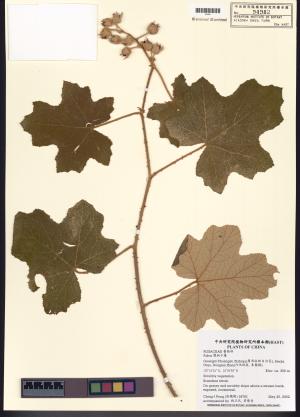<a href="https://brmas.openmuseum.tw/muse/digi_object/11b4c05839db6f4de5f51a51603b74bc" target="_blank">懸鉤子屬／中央研究院生物多樣性研究博物館植物標本館 (HAST)</a>