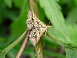 <a href="https://taieol.tw/muse/digi_object/843da7f719258affd5f240b185304605" target="_blank">Diasemia accalis／By：Hsiengan Huang／臺灣物種名錄(TaiCOL)</a>