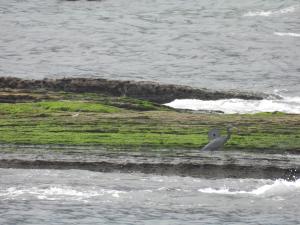 <a href="https://taieol.tw/muse/digi_object/4bf59db5c75d5faf3fd77d2b4a33a3db" target="_blank">岩鷺／By：abujudy／iNaturalist</a>