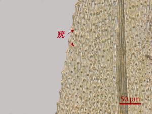 <a href="https://taieol.tw/muse/digi_object/6ddb2b0d419469ce51b729447c91cd5d" target="_blank">美綠鋸苔／By：姚奎宇／太魯閣國家公園管理處</a>