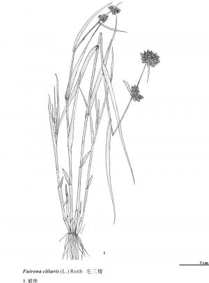 <a href="https://taieol.tw/muse/digi_object/502a9a6be43dc4ecac563e8026a9ae0f" target="_blank">毛三稜／By：金門植物誌／金門國家公園管理處</a>