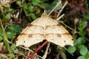 <a href="https://taieol.tw/muse/digi_object/5db53e1d6e43be4a156190d3bc241345" target="_blank">Lobogonia formosana／By：吳士緯／臺灣物種名錄(TaiCOL)</a>