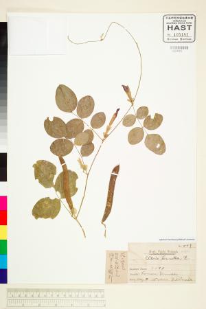 <a href="https://brmas.openmuseum.tw/muse/digi_object/11ed0d3910d2e419d23f654a7396df30" target="_blank">蝶豆／中央研究院生物多樣性研究博物館植物標本館 (HAST)</a>