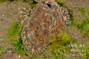 <a href="https://taieol.tw/muse/digi_object/70ddd2858fce05cfc0e364124cf0d84c" target="_blank">藍紋章魚／By：陳育賢／陳育賢</a>