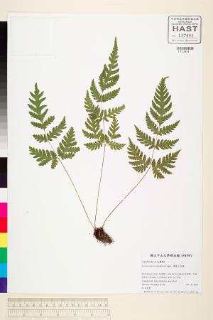 <a href="https://brmas.openmuseum.tw/muse/digi_object/11fde375da4f5756bb77d83f9d25ed1d" target="_blank">薄葉三叉蕨／中央研究院生物多樣性研究博物館植物標本館 (HAST)</a>