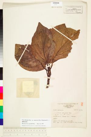 <a href="https://brmas.openmuseum.tw/muse/digi_object/120c0f0d333cee13b1bc49302342ade6" target="_blank">蘭嶼落葉榕／中央研究院生物多樣性研究博物館植物標本館 (HAST)</a>