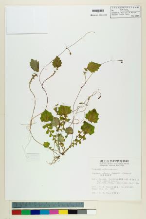 <a href="https://brmas.openmuseum.tw/muse/digi_object/120d0cae43b36282a036f6a80b2f3562" target="_blank">台灣稻槎菜／中央研究院生物多樣性研究博物館植物標本館 (HAST)</a>