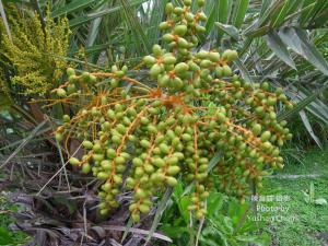 <a href="https://taieol.tw/muse/digi_object/f13a8ba717bb1ef9e027ee8b188f3f8c" target="_blank">臺灣海棗／By：陳育賢／陳育賢</a>
