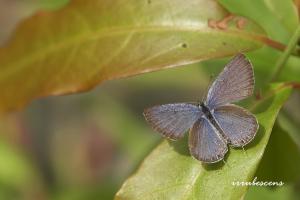 L49-1 燕藍灰蝶