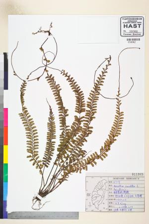<a href="https://brmas.openmuseum.tw/muse/digi_object/122712f9692dac58cec4f8baf0429f8c" target="_blank">鞭葉鐵線蕨／中央研究院生物多樣性研究博物館植物標本館 (HAST)</a>