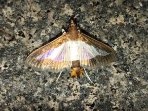 <a href="https://taieol.tw/muse/digi_object/0c7cd195ab3ea102b7522802ac8a440a" target="_blank">Diaphania indica／By：jingtzuo／iNaturalist</a>
