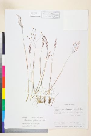 <a href="https://brmas.openmuseum.tw/muse/digi_object/12570bc97d55e12f51fa79b0480263ff" target="_blank">曲芒髮草／中央研究院生物多樣性研究博物館植物標本館 (HAST)</a>