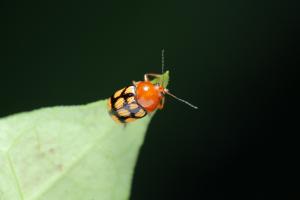 <a href="https://taieol.tw/muse/digi_object/02ef0eefb255d9d3f6a0d2c9697fb9b5" target="_blank">Cryptocephalus luteosignatus／By：polydoris／iNaturalist</a>