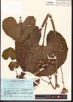 <a href="https://brmas.openmuseum.tw/muse/digi_object/125aae5fae1656953cb211ffae49d410" target="_blank">山菊／中央研究院生物多樣性研究博物館植物標本館 (HAST)</a>