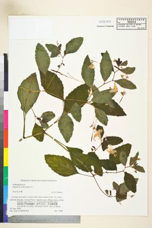<a href="https://brmas.openmuseum.tw/muse/digi_object/12808d91d02a085b9c5a18ab77cc947d" target="_blank">鳳仙花屬／中央研究院生物多樣性研究博物館植物標本館 (HAST)</a>