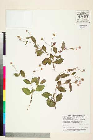 <a href="https://brmas.openmuseum.tw/muse/digi_object/1288421d90285c0aa1825d739fa2b14e" target="_blank">頭花蓼／中央研究院生物多樣性研究博物館植物標本館 (HAST)</a>