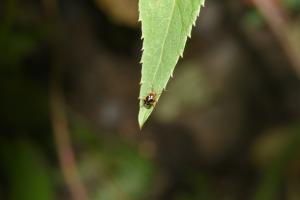 <a href="https://taieol.tw/muse/digi_object/af0f5f1a969660661b3ed2db8a9380e2" target="_blank">Sabactiopus sauteri／By：giambichang／iNaturalist</a>