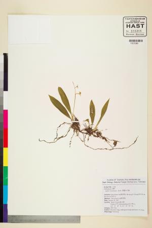 <a href="https://brmas.openmuseum.tw/muse/digi_object/129393ebfe1984cf48f11f316423e2e3" target="_blank">一葉羊耳蒜／中央研究院生物多樣性研究博物館植物標本館 (HAST)</a>