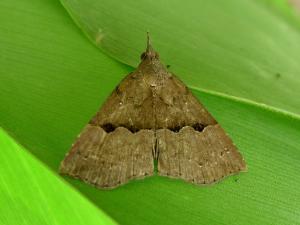 <a href="https://taieol.tw/muse/digi_object/ce7a72d23dc930ad26c76d901e8fd46a" target="_blank">Hypena sinuosa／By：Hsiengan Huang／臺灣物種名錄(TaiCOL)</a>