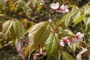 <a href="https://taieol.tw/muse/digi_object/eec1bee3f0f4f387ced44084cd73daa6" target="_blank">阿里山櫻花／By：takashi_nishiki／iNaturalist</a>