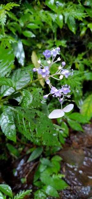 <a href="https://taieol.tw/muse/digi_object/9a9dddbc49b1ff022a45bc5da25d8726" target="_blank">臺灣草紫陽花／By：yctsai0602／iNaturalist</a>