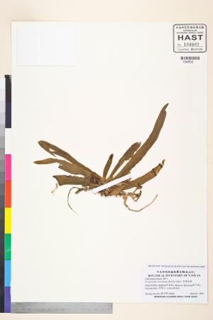 <a href="https://brmas.openmuseum.tw/muse/digi_object/12ccb270e0c1271de74db7ac0b55c291" target="_blank">黃繡球蘭／中央研究院生物多樣性研究博物館植物標本館 (HAST)</a>
