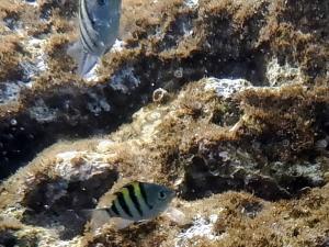 <a href="https://taieol.tw/muse/digi_object/f89b4d92bd6c978cee1edf103b8fa235" target="_blank">條紋豆娘魚／By：langzi／iNaturalist</a>