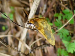<a href="https://taieol.tw/muse/digi_object/a302c3fb2d83c891691c7772374558c8" target="_blank">Pachynoa thoosalis／By：Hsiengan Huang／臺灣物種名錄(TaiCOL)</a>