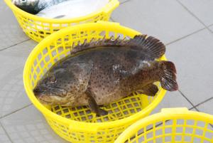 <a href="https://taieol.tw/muse/digi_object/28bff6120eeb81b909af5e38720092c3" target="_blank">點帶石斑魚／By：tern911／iNaturalist</a>
